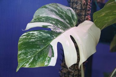Popüler bir ev bitkisi olan Monstera Albo Borsigiana 'nın değişik bir yaprağını kapat.