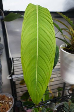 Philodendron Heterocraspedon 'un parlak yeşil yaprağına yakın çekim