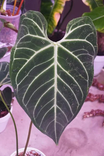 Beautiful white vein and love-shaped leaf of Anthurium Regale, a rare and popular houseplant