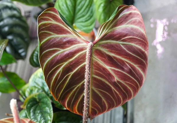 Close Van Een Achterzijde Rood Blad Van Philodendron Verrucosum Amazon — Stockfoto