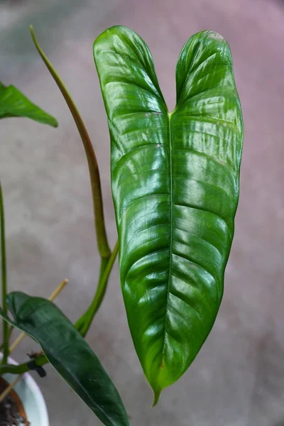 Gros Plan Une Nouvelle Feuille Brillante Philodendron Felix Une Plante — Photo