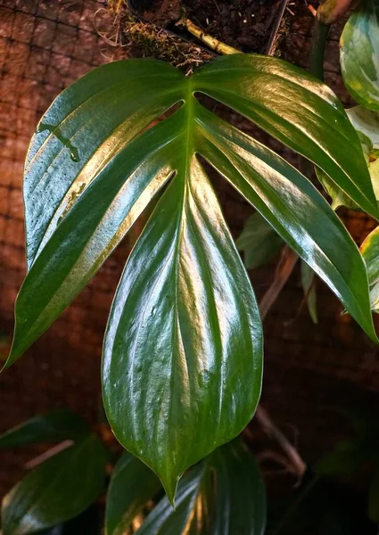 Close New Leaf Rhaphidophora Decursiva Climbing Tropical Plant — 스톡 사진