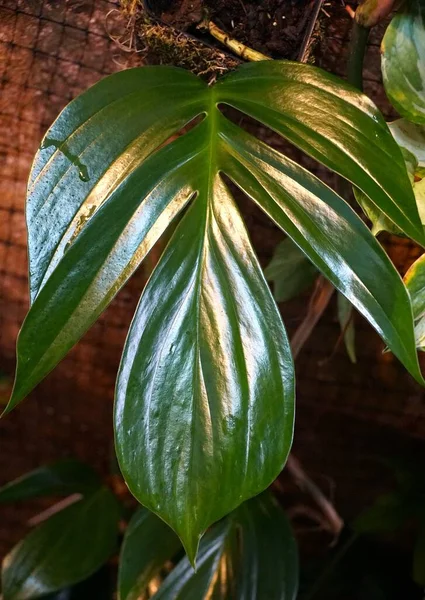 Rhaphidophora Decursiva 'nın yeni bir yaprağını kapat, tırmanan tropikal bir bitki.