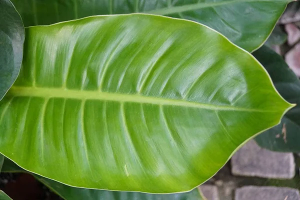 Close Folha Verde Limão Philodendron Moonlight — Fotografia de Stock