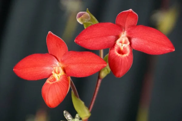 Bright Red Phrag Jason Fischer Phoenix Rising Orchids — стоковое фото