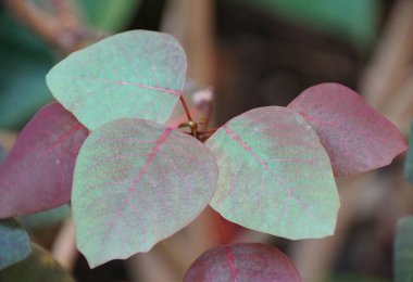Karayip Bakır Fabrikası 'nın yeşil ve kırmızı yapraklarını kapatın