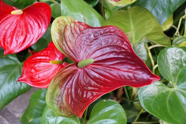 Belle Fleur Rouge Forme Coeur Anthurium Anthydasym Nevada — Photo