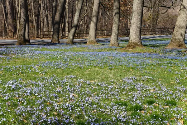 Hermosas Pequeñas Glorias Azules Nieve Temprana Que Florecen Suelo Principios — Foto de Stock