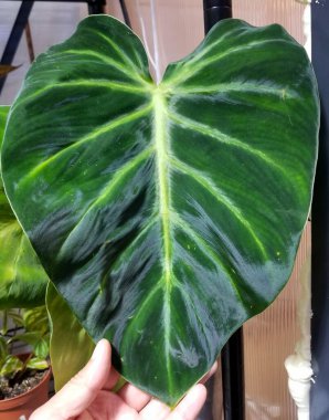 Philodendron Luxurian 'ların güzel kadifemsi aşk biçimli yaprağı