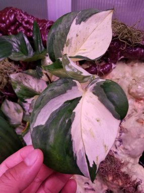 Manjula pothos 'un beyaz ve yeşil yapraklarını kapatın.