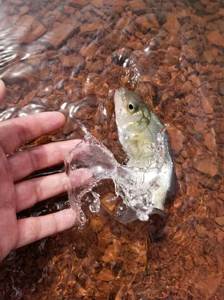 Rilasciando Pesce Persico Torna Acqua Con Spruzzi Sulla Superficie — Foto Stock