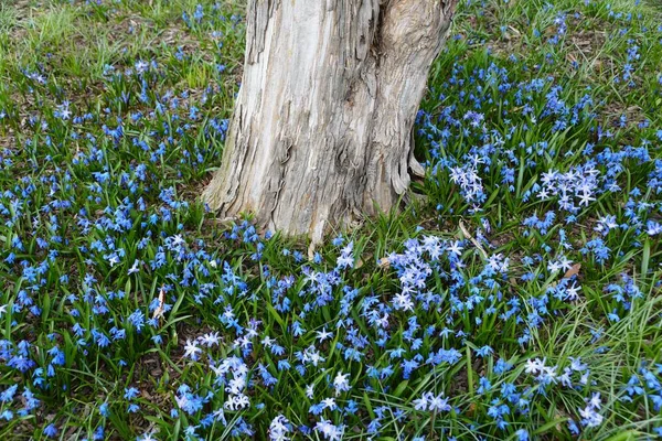 Beautiful Tiny Blue Early Snow Glories Blooming Tree Bark Early — Stock Photo, Image