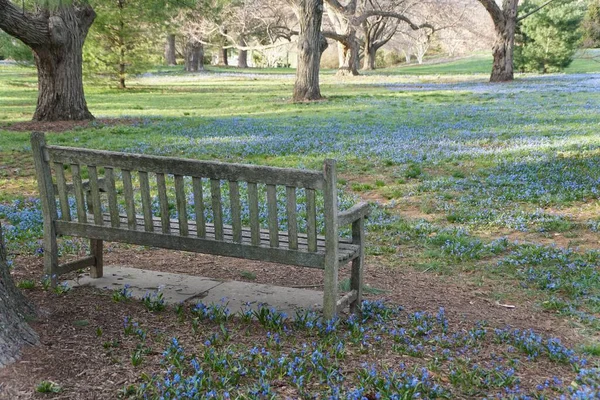 Empty Chair Overlooking Beautiful Tiny Blue Early Snow Glories Blooming — 스톡 사진