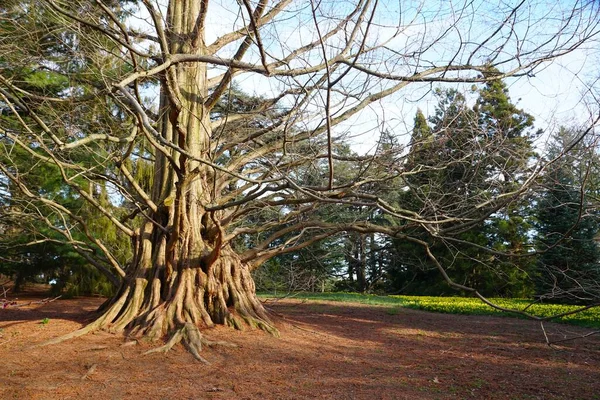 Jedinečná Kůra Stromu Dawn Redwood Také Známá Jako Metasequoia — Stock fotografie
