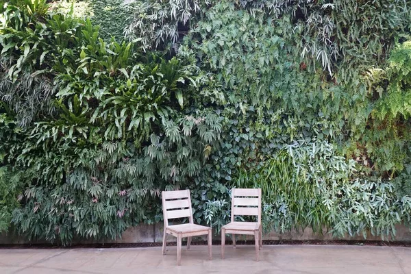 Különböző Zöld Páfrány Növények Nőnek Falon Két Üres Fehér Székek — Stock Fotó