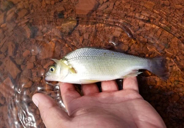 Releasing Smallmouth Bass Back Lake — Foto Stock