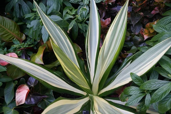 Beautiful White Green Variegated Plants Mauritius Hemp Mediopicta Scientific Name — Foto Stock