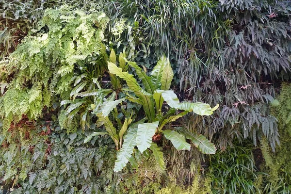 Różne Małe Duże Zielone Rośliny Paproci Rosnące Ścianie — Zdjęcie stockowe