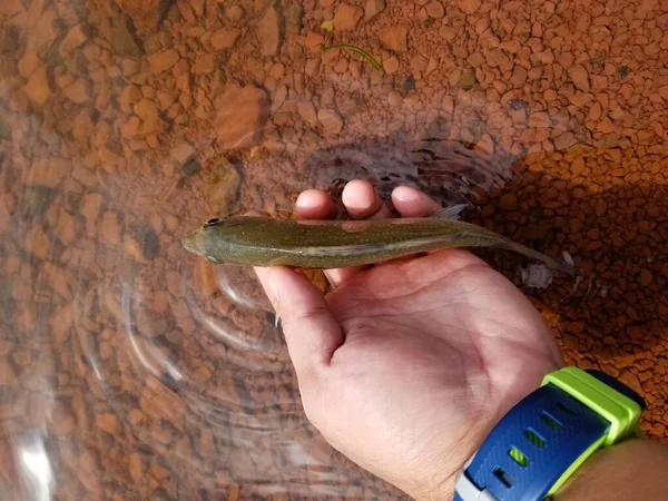 Releasing Smallmouth Bass Back Lake — Foto Stock