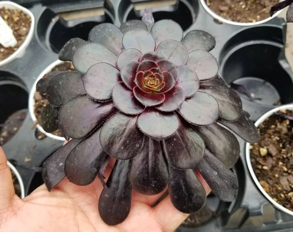 Schöne Schwarze Aeonium Rose Eine Dunkle Farbe Sukkulente — Stockfoto