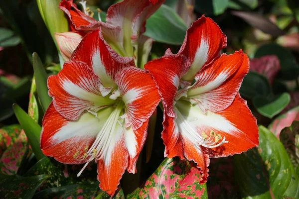 Close Red White Amaryllis Flowers Full Bloom — Foto de Stock