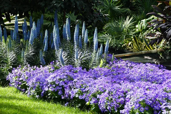 Beautiful Garden Blue Pride Madeira Purple Poppy Flowers — Fotografia de Stock
