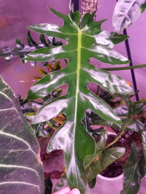 Güzel ve parlak yeşil yapraklı Philodendron Bob Cee