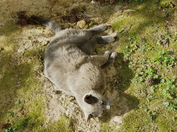 一只俄罗斯蓝猫在泥土上打滚 — 图库照片
