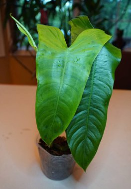 Philodendron Sharoniae 'nin uzun ve parlak yeşil yaprakları