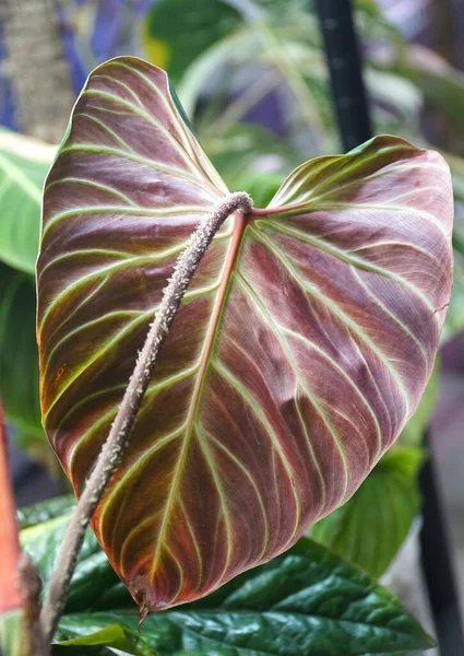 Stunning Red Back Leaf Philodendron Verrucosum Amazon Sunset — Stockfoto