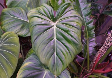 Philodendron Pastazanum 'un güzel yeşil ve beyaz damarlı yaprağını kapatın.