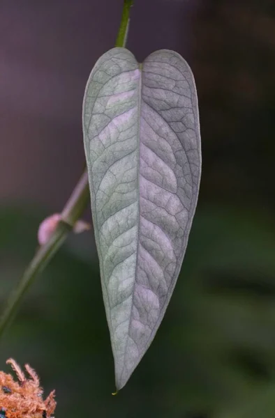 エピプレナム セブの緑の銀色の葉の終わり Blue — ストック写真