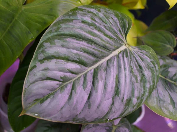 美しい緑と銀の葉の近くにあるPhilodendron Sodiroi — ストック写真