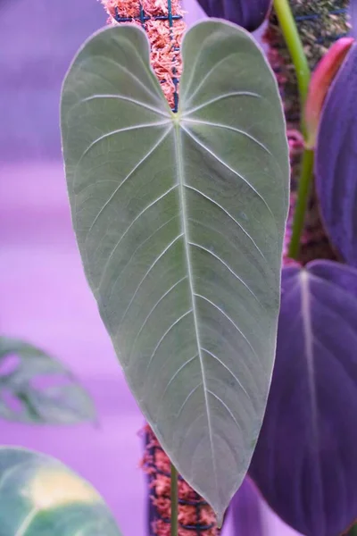 Beautiful Velvety Leaf Anthurium Angamarcanum — Photo