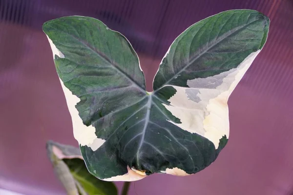 Hermosa Hoja Abigarrada Blanca Verde Alocasia Xanthosoma También Conocido Como —  Fotos de Stock