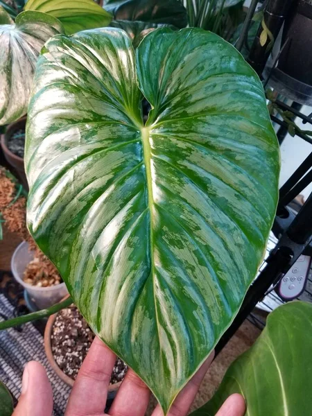 Philodendron Sodiroi Aff 'ın güzel yeşil ve gümüş yaprağını kapatın.