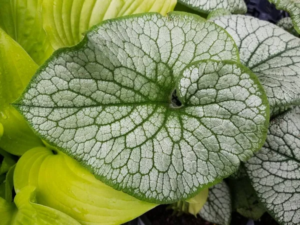 Zilver Groen Blad Van Brunnera Macrophylla Een Vaste Plant — Stockfoto