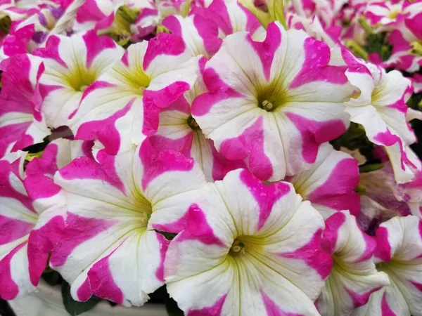 Bright Pink White Petunia Flowers Full Bloom — Stock Photo, Image