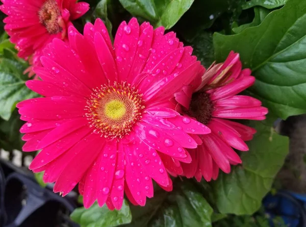 Beautiful Bright Pink Gerbera Daisy Flower Full Bloom — Stock fotografie