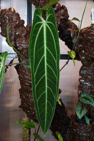 Meşhur egzotik bir bitki olan Anthurium Warocqueanum 'un güzel uzun yaprakları.