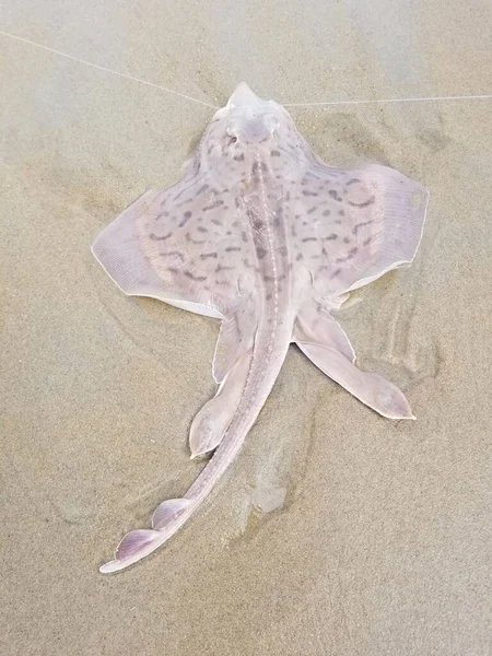 Pink Dotted Stingray Beach Being Caught Released — Fotografia de Stock