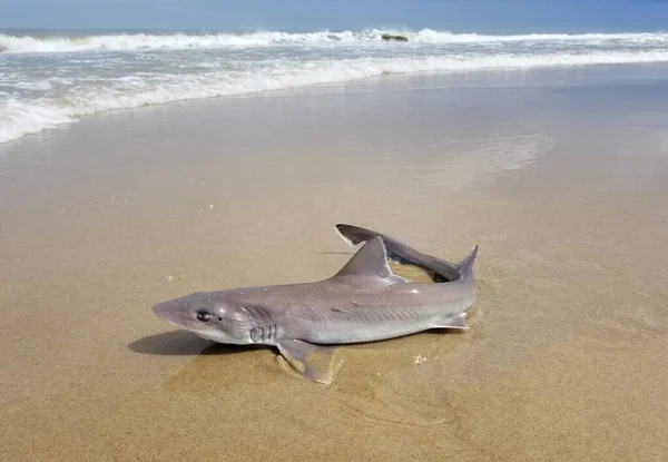 Spiny Dogfish Shark Beach Being Caught Released — Zdjęcie stockowe