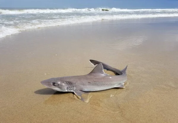 Spiny Dogfish Shark Beach Being Caught Released — Stok fotoğraf