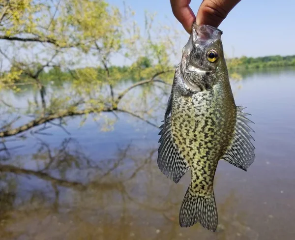 Segurando Belo Tipo Peixe Antes Ser Liberado Água — Fotografia de Stock