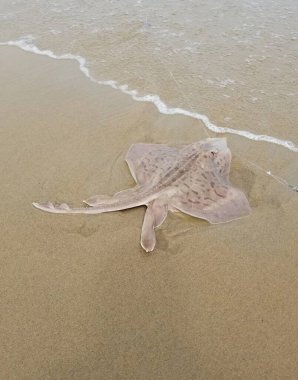 Yakalanan ve serbest bırakılan üzerinde pembe noktalı vatoz.