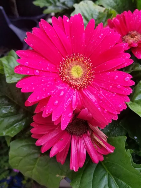 Jasná Růžová Gerbera Daisy Plném Květu Létě — Stock fotografie