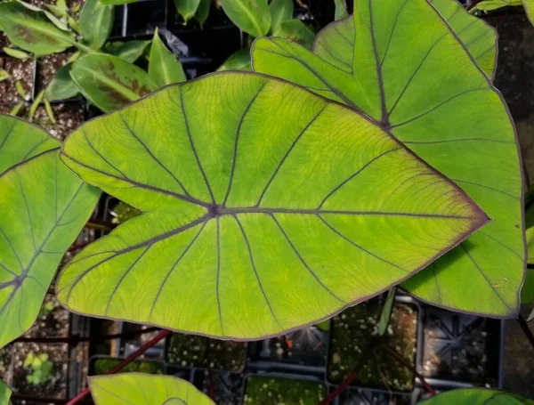 Hermosa Hoja Colocasia Blue Hawaiian Elephant Ear — Foto de Stock