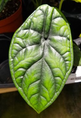 Dragon Scale Alocasia 'daki güzel desenler, nadir bulunan bir tropikal bitki.