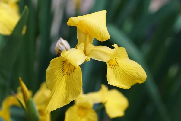 Красива Яскраво Жовта Квітка Ірису Повне Цвітіння — стокове фото
