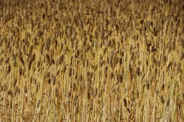 Milford, Delaware, ABD yakınlarındaki güzel altın buğday tarlası